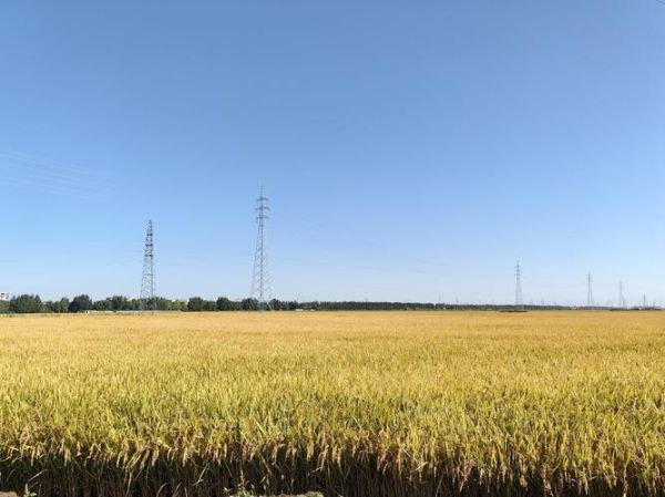 稻子多的词语有哪些_稻浪滚滚是成语吗