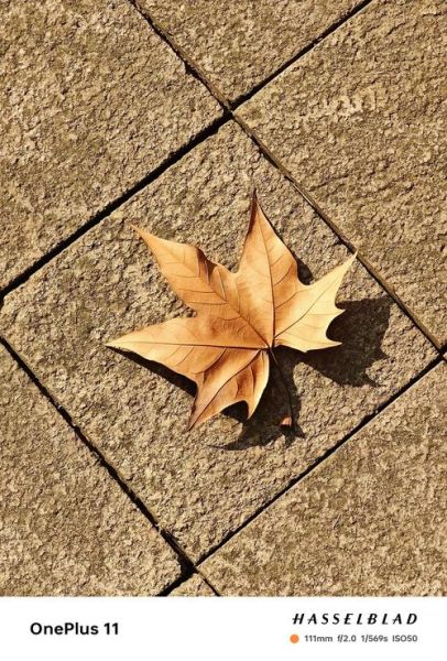 落叶的形状像什么_落叶形状有哪些