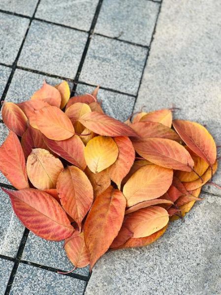 落叶的形状像什么_落叶形状有哪些