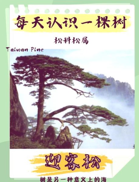 青松的象征意义_如何描写青松的挺拔