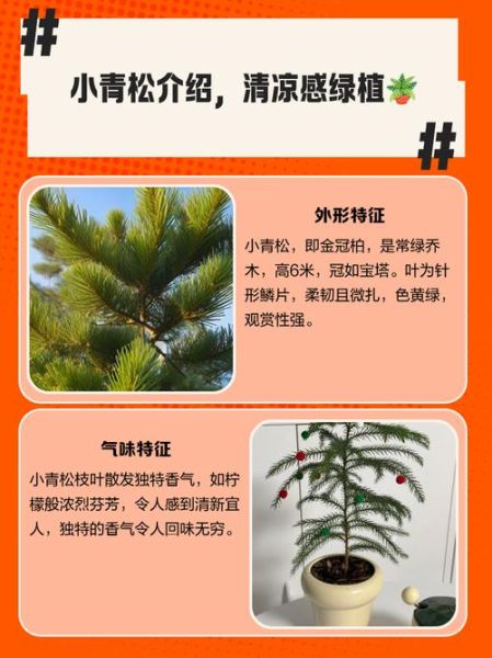 青松的象征意义_如何描写青松的挺拔