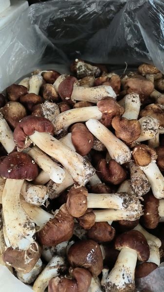 新鲜松茸怎么做好吃_新鲜松茸的做法大全