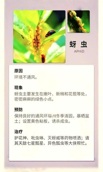 植物叶子发黄怎么办_植物叶子卷曲是什么原因