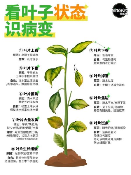 植物叶子发黄怎么办_植物叶子卷曲是什么原因