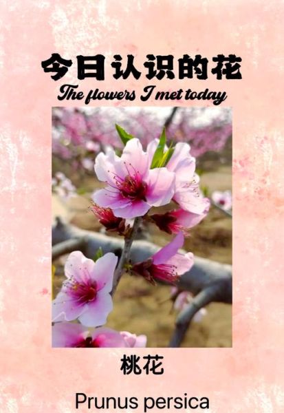 桃花什么时候开_桃花的花语是什么