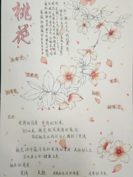 桃花什么时候开_桃花的花语是什么