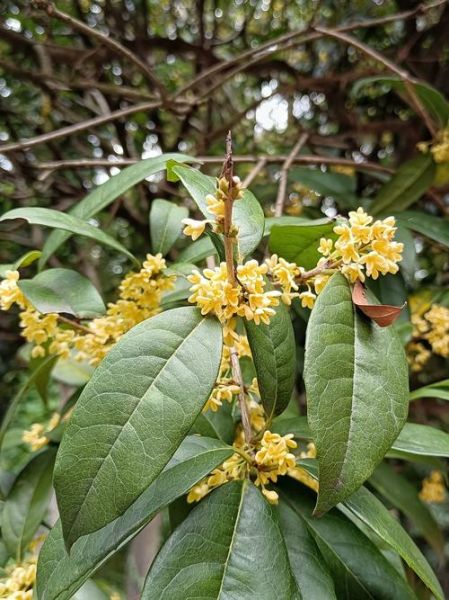 桂飘香是什么味道_桂飘香的花期有多长
