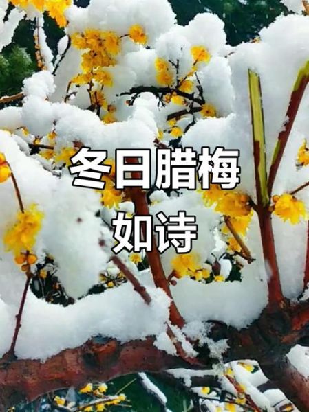 雪中腊梅怎么描写_雪中腊梅好词语有哪些