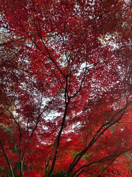 秋天枫叶为什么变红_最佳观赏时间