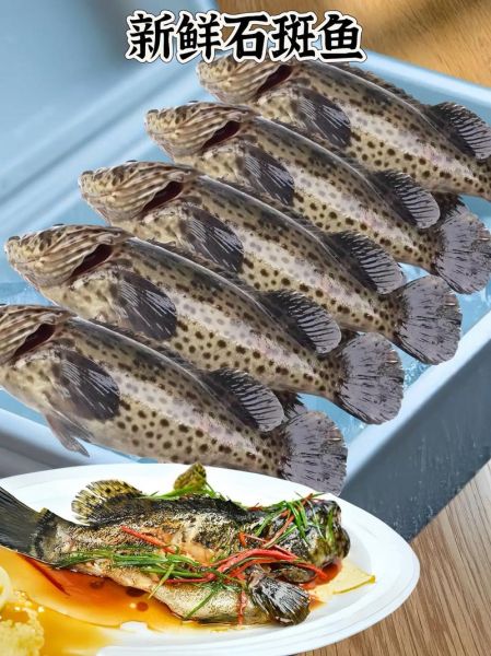 石斑鱼怎么清蒸才鲜嫩_石斑鱼家常做法步骤