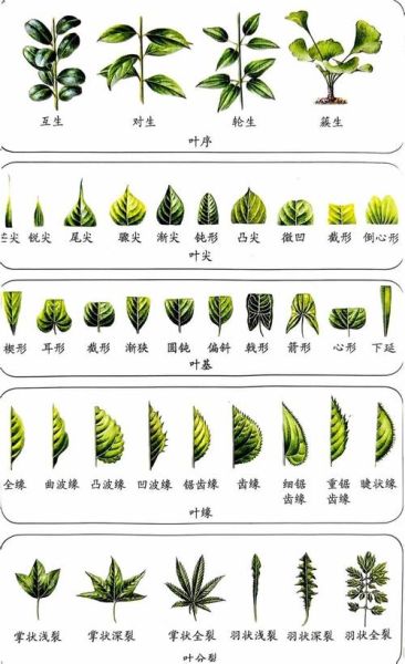 树叶为什么春天会变绿_春天树叶生长过程