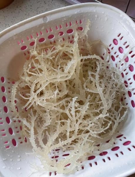 石花菜怎么泡发_石花菜凉拌做法