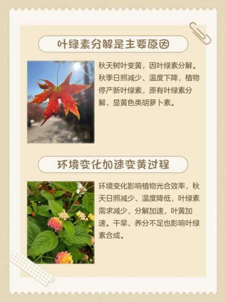 树叶为什么会变黄凋落_秋天落叶的词语有哪些