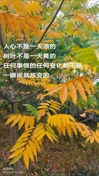 树叶为什么会变黄凋落_秋天落叶的词语有哪些