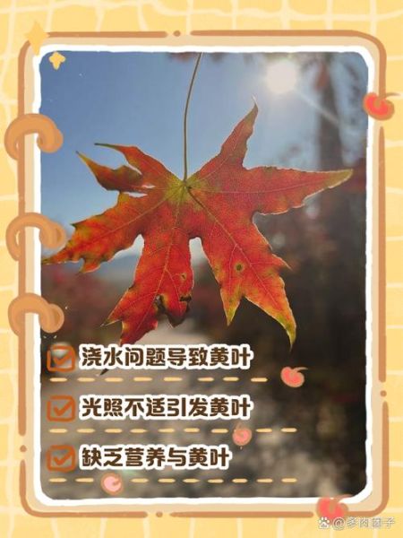 树叶为什么会变黄凋落_秋天落叶的词语有哪些