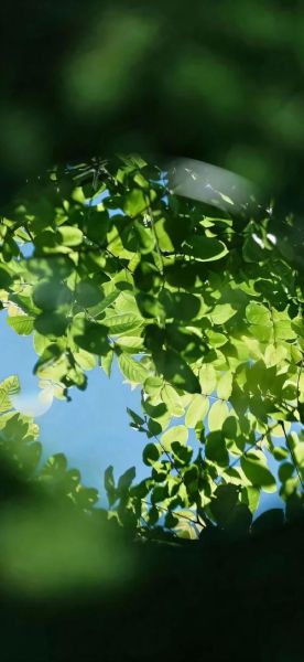 绿色手机壁纸护眼吗_绿色壁纸怎么选