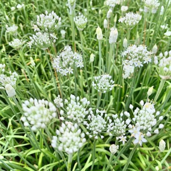 韭菜花酱怎么做_韭菜花酱保存多久