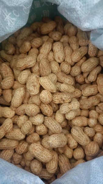 花生有哪些品种_花生有哪些营养价值