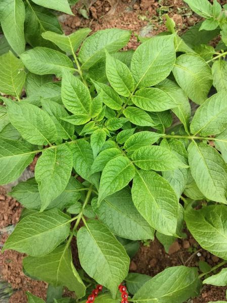 绿油油_绿莹莹的区别是什么