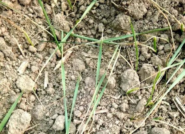 麦苗填空词语有哪些_麦苗填空怎么写