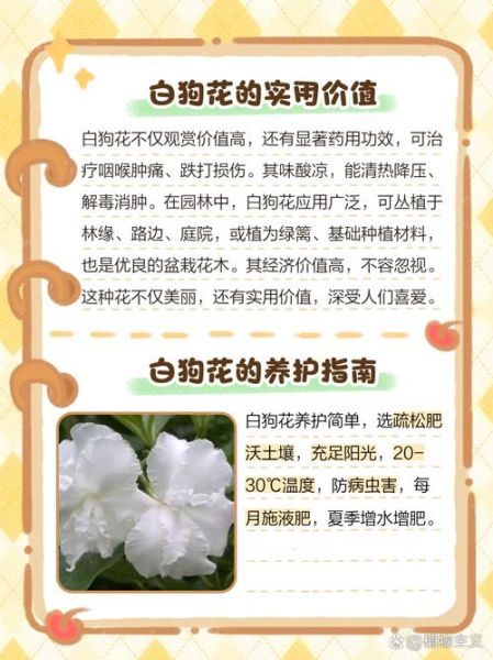 白花为什么好看_白花怎么形容才动人