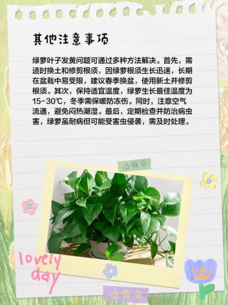 绿萝怎么养才能更旺盛_绿萝叶子发黄怎么办