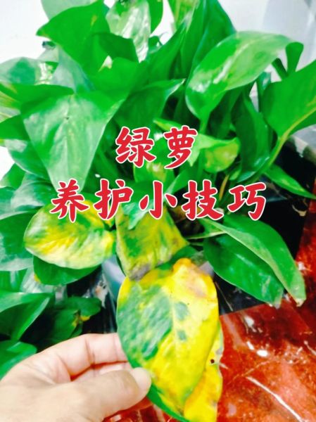 绿萝怎么养才能更旺盛_绿萝叶子发黄怎么办