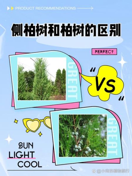 翠柏的寓意是什么_翠柏和侧柏的区别