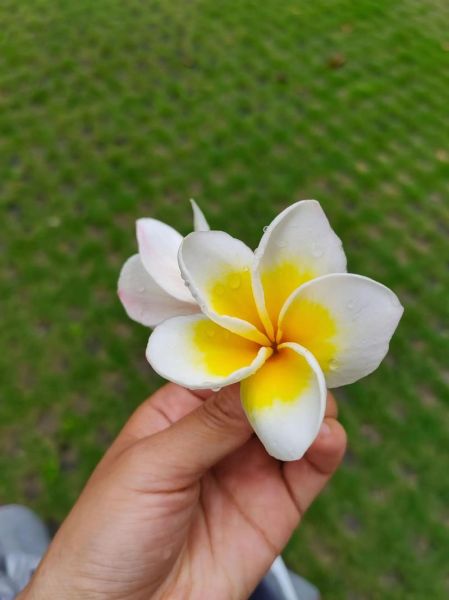 鸡蛋花怎么做_鸡蛋花做法大全