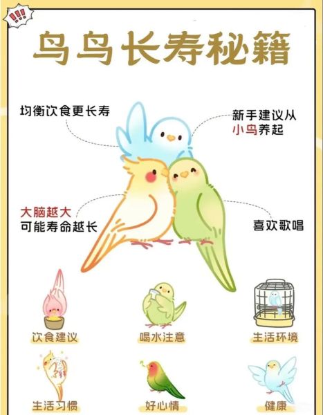 小鸟怎么养才亲人_新手养鸟入门技巧