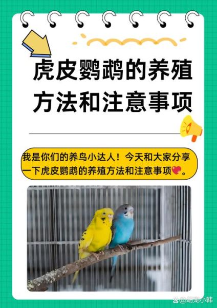 小鸟怎么养才亲人_新手养鸟入门技巧