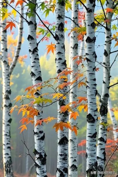 白桦树有哪些特点_白桦树适合种在哪里