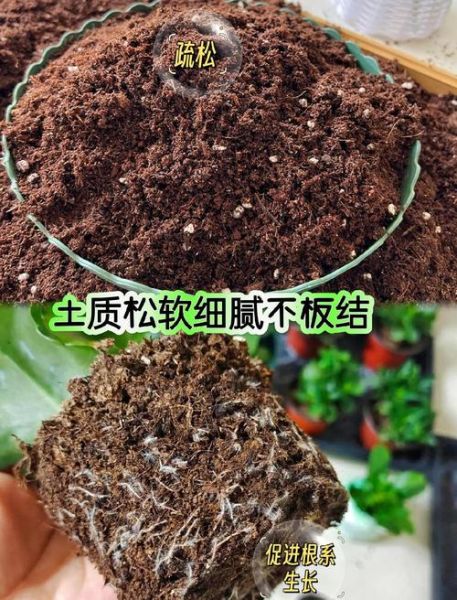 烂什么泥_烂泥地种什么植物最好