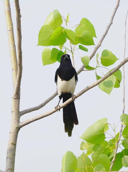 喜鹊报喜是真的吗_喜鹊叫声寓意解析