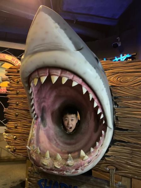 小鲨鱼是什么动物_小鲨鱼怎么养