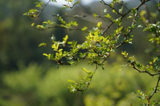 枝叶繁茂的近义词有哪些_枝叶繁茂怎么造句