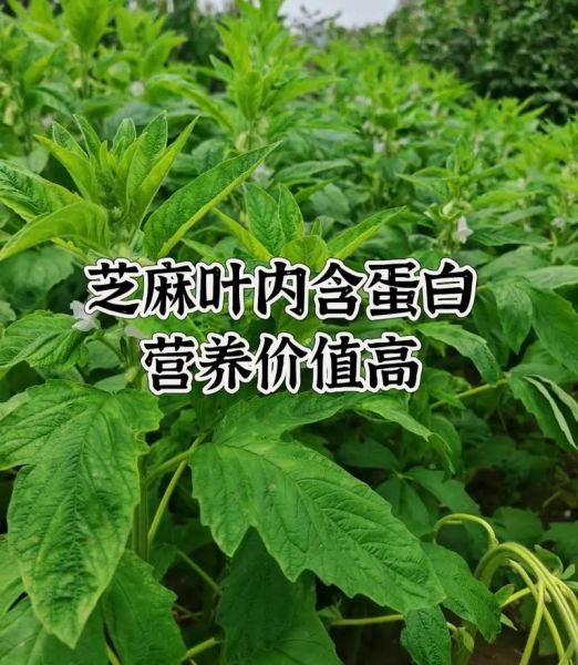 芝麻叶怎么做好吃_芝麻叶的做法大全