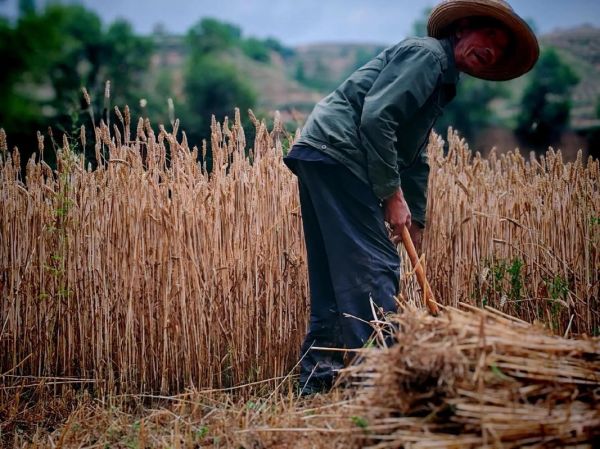农民朴实无华的品质有哪些_农民朴实无华的品质有哪些