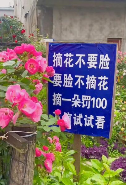 花被摘掉用什么词形容_花被摘掉后怎么描写