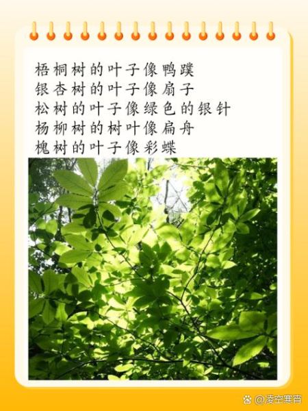 ABAB树叶_有哪些特征