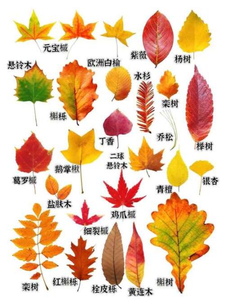 ABAB树叶_有哪些特征