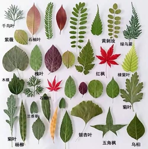 ABAB树叶_有哪些特征