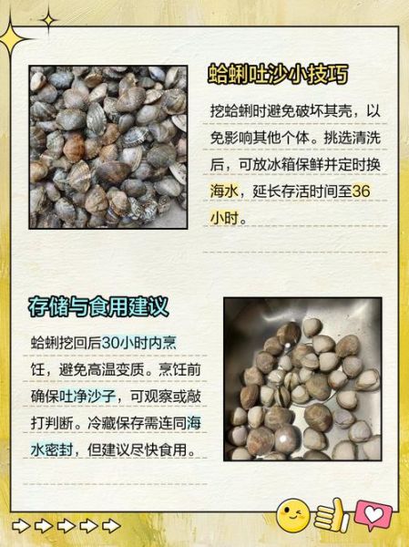 文蛤怎么清洗_文蛤怎么吐沙最快