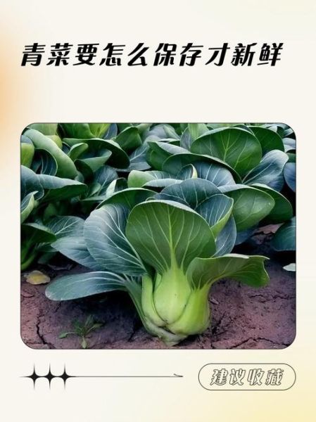 鲜菜怎么保存才新鲜_新鲜青菜有哪些特点