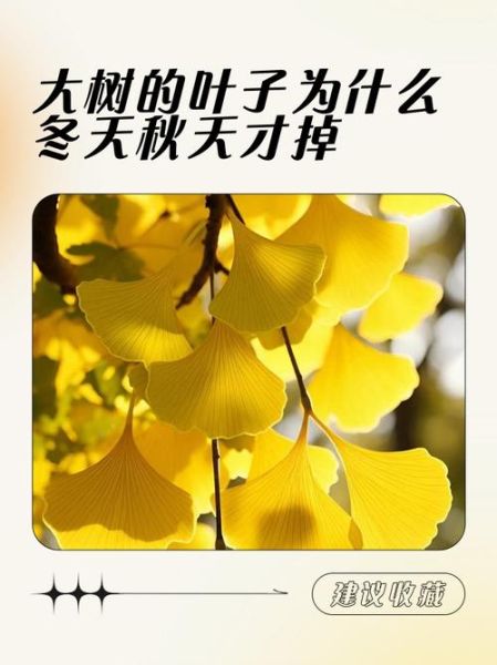 树落叶是什么原因_树落叶怎么处理