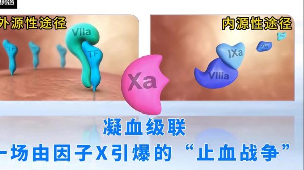 x血是什么意思_x血有哪些类型