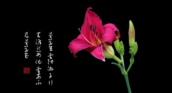 明灿灿的近义词有哪些_明灿灿怎么造句