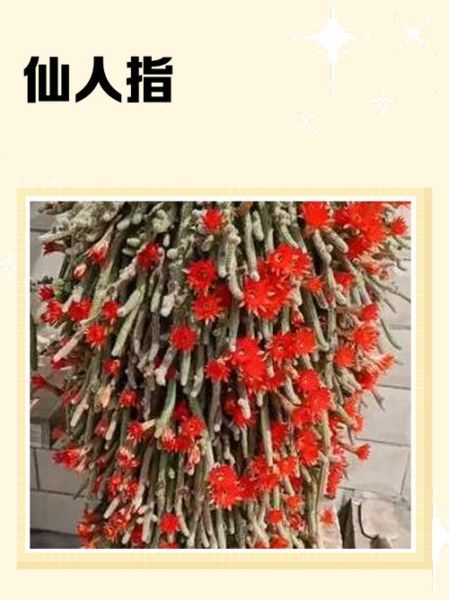 指仙人是什么_指仙人的真实来历