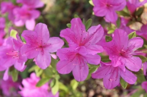 明灿灿的近义词有哪些_明灿灿怎么造句