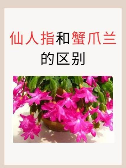 指仙人是什么_指仙人的真实来历